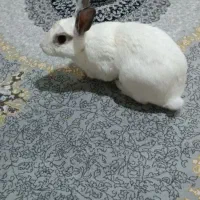 خرگوش خانگی