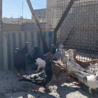 کفتر