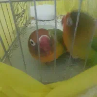 جفت طوطی برزیلی ۷ رنگ|پرنده|دورود, |دیوار