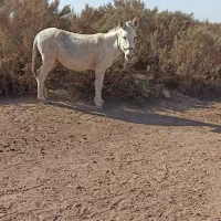 خره گله ای ماده|حیوانات مزرعه|تربتحیدریه, منظر|دیوار