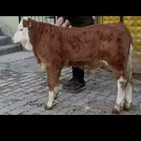 گاو شیری (آلیرام)