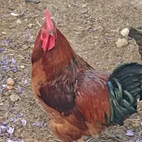 تخم مرغ محلی و خروس