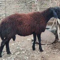 بره نر پروار شده|حیوانات مزرعه|گمیشان, |دیوار