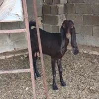 دو عدد بز و دو عدد کهره نر