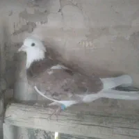 کفتر پرشی شازده|پرنده|خمینیشهر, |دیوار