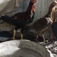 مرغ خروس لاری|حیوانات مزرعه|فاضل آباد, |دیوار