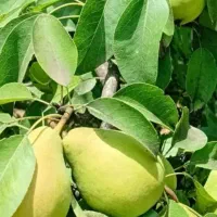 12تن گلابی