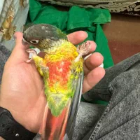 طوطی گرینچیک|پرنده|امامزاده عبدالله, |دیوار