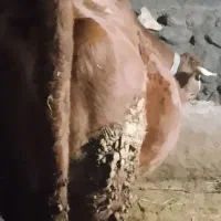 گاو|حیوانات مزرعه|ماهنشان, |دیوار