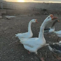 تعدادی غوغاز وغاز  فروشی