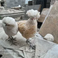 خروس لهستانی معاوضه با عروس هلندی