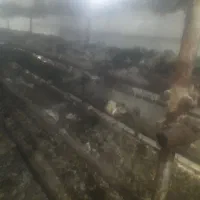 کود کمپوست رایگان