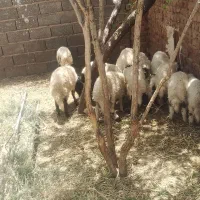 بره و کره چاق سبک