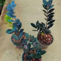 گل طبیعی  زامفولیا سوپر بلک وارداتی عمده و تک