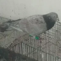 کبوتررنگی|پرنده|اهواز, کوی صادقیه|دیوار