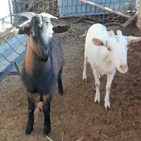 نر بز آلپاین . سانن