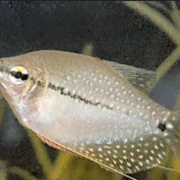 ماهی گیاه خوار|ماهی|یزد, |دیوار