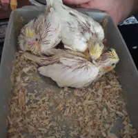 عروس هلندی|پرنده|شیراز, شهرک مدرس|دیوار