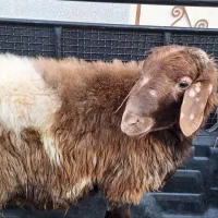 خدمات قصابی مراسمات شما