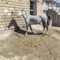 مادیان|اسب و تجهیزات اسبسواری|بیستون, |دیوار