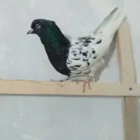 کبوتر|پرنده|ملایر, |دیوار