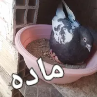 تعدادی کبوترو بوقلمون|پرنده|میانه, |دیوار
