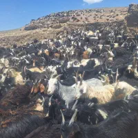 فروش ۵۰۰عدد بزغاله نر