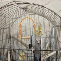 دو عدد عروس هلندی نر|پرنده|الوند, |دیوار