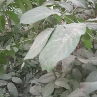 نهال گردو|گل و گیاه طبیعی|قیدار, |دیوار