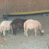 بره پرواری