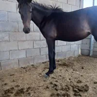 اسب یورقه