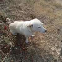 سگ پاکوتاه ماده باردار