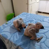 2 عدد جوجه کاسکو سالم و سلامت