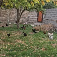 مرغ خروس روستایی