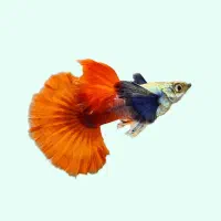 گوپی زبرا لجن خوار انجل کالر فایتر میگو کف خوار|ماهی|تبریز, |دیوار