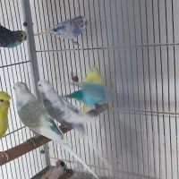 عروس هلندی /مرغ عشق