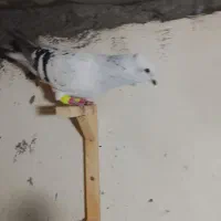 رنگه آس|پرنده|مشهد, رستگار|دیوار