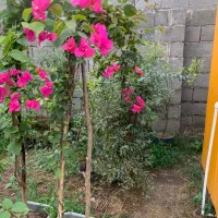طراحی اجرای فضای سبز و فروش گل و درخت زیباباکیفیت|خدمات باغبانی و درختکاری|تهران, ولنجک|دیوار