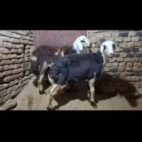 فروش دو عدد بره قوچ|حیوانات مزرعه|زند, |دیوار