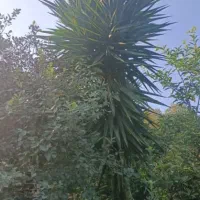 گل یوکا  در اندازه های مختلف|گل و گیاه طبیعی|لیسار, |دیوار