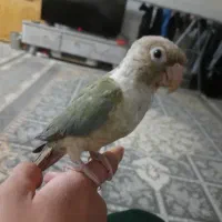 طوطی گرینچیک پایین اپل|پرنده|نجف‌آباد, الله اکبر|دیوار