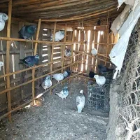 ۴۰ عدد کبوتر آس ساعت بالا