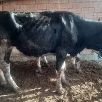 فروش گاو شکم اول
