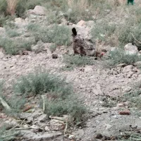 مرغ و خروس محلی|حیوانات مزرعه|قرچک, محمد آباد|دیوار