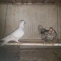 کفتر مسافتی و مرغ مینیاتوری