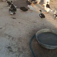 اوردک جفتی 600|حیوانات مزرعه|لنده, |دیوار