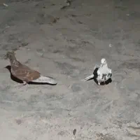کفتر
