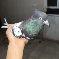 کبوتر