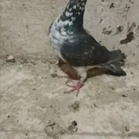 کبوتر شهرستانی