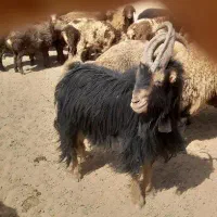 دوبر